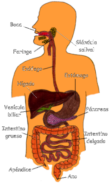Blog de 4ª A El sistema digestivo